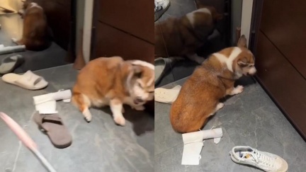 殘忍暴打失智柯基！牙醫配偶也遭肉搜出征　聲明急切割