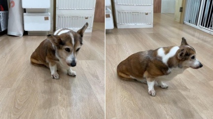 加盟主虐打柯基犬　茶聚：「永久終止合作」將求償違約金