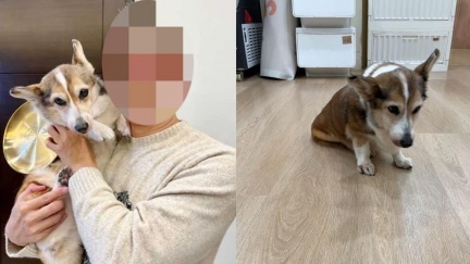 手搖飲老闆爆虐狗！牙醫配偶被炎上「挨轟切割」　深夜二度發聲