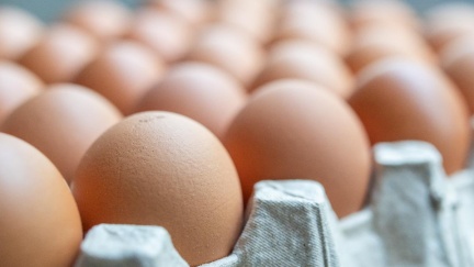 蛋吃太多怕膽固醇過高？醫破迷思　揭「每日食用安全範圍」