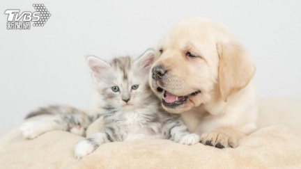 飼主有錢領　台北補助最高可領3000元