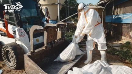 台南後壁養雞場異常死亡確診禽流感　1萬隻蛋雞撲殺