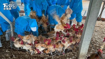 紅羽土雞「脾臟腫大」確診禽流感　雲林急撲殺2.4萬隻