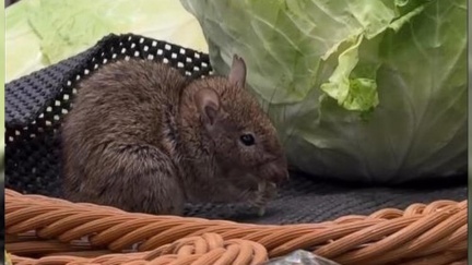 貨架驚見老鼠爽啃高麗菜　全聯門市暫停營業緊急清消