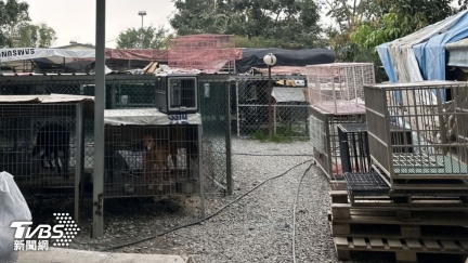 高雄私人狗園淪「煉獄」　3百隻毛孩餓到見骨
