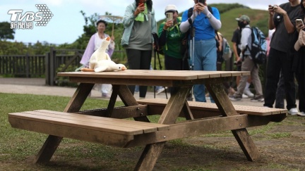 擎天崗激戰「一砲而紅」！男子持續神隱　警正式寄通知　