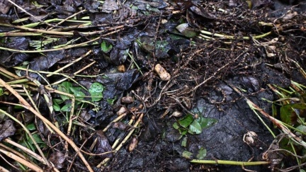 雨彈狂炸農損破8千萬　這縣市最慘