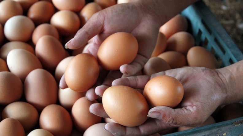 雞蛋究竟能不能吃？誤食毒蛋怎麼辦？專家來解惑！