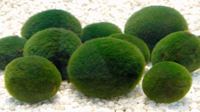 秋遊北海道阿寒町  超萌「綠球藻」世界第一最美