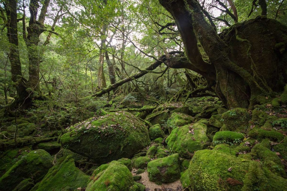 跟著青蛙兒子去日本旅行  蛙旅寫真與實景對照