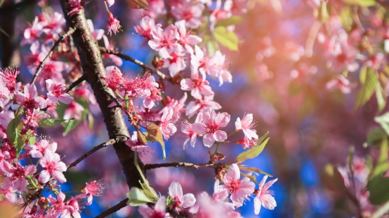 6大賞櫻熱景點都在這！陽明山花季起跑！