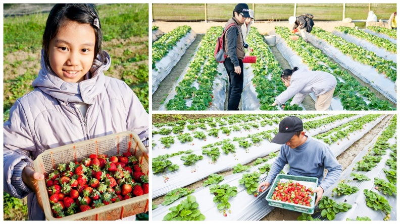 想吃草莓自己採！台北「內湖草莓季」夢幻登場