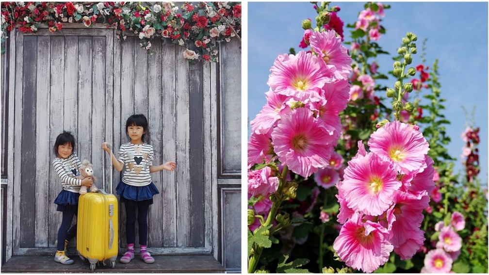 【春假怎麼玩】比人還高！夢幻「蜀葵花海」成熱門打卡點