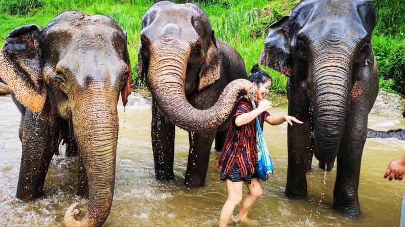 幫大象洗澎澎！最夯生態體驗  餵食、泥巴浴「親密接觸」超有趣