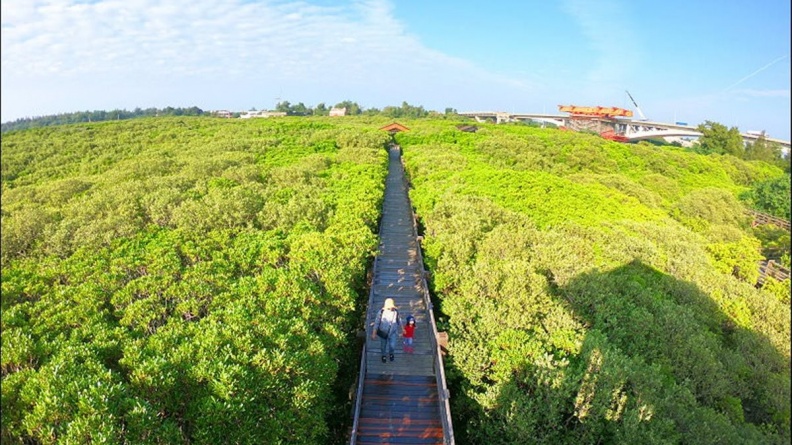 走進「龍貓森林」場景  新竹這處祕境超好拍