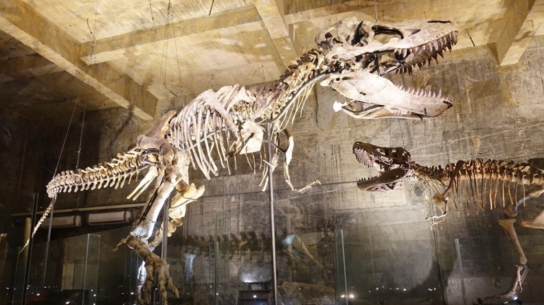 侏儸紀再現！宜蘭最新景點 看全世界第二完整暴龍化石