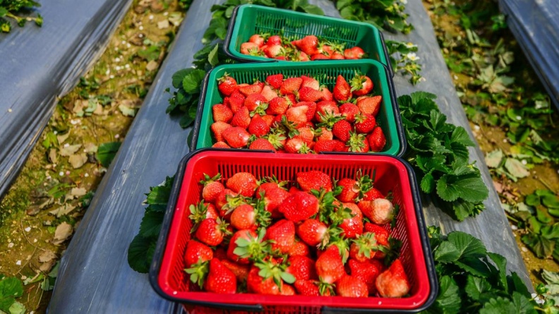 準備採草莓了！2019「內湖草莓季」果醬DIY、消費送草莓果粒冰淇淋