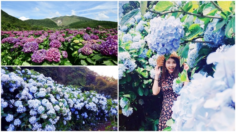 仙氣爆發！5月限定「夢幻繡球花」盛開，藍紫色花牆綻放中