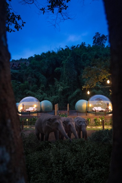 絕美泰國祕境！入住「雨林泡泡」貼近觀看可愛大象漫步
