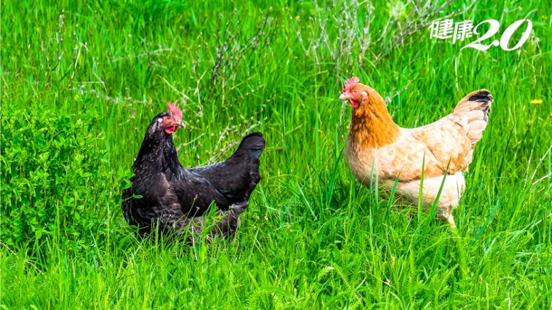 土雞、黑羽雞、白肉雞哪個比較營養？營養師激推CP值最高是「牠」