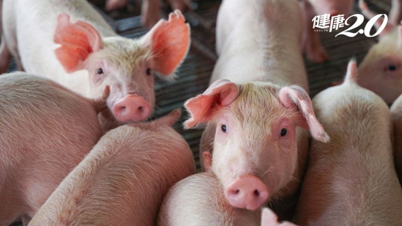 研究：中國新型豬流感G4會由豬傳人 醫師揭3步「引爆大流行」
