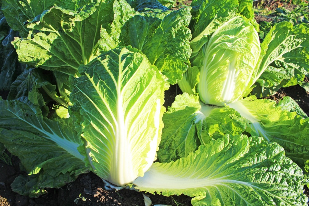 陽台就是菜園！５款「常備蔬菜」居家種植撇步，辛香料、高營養葉菜輕鬆收成