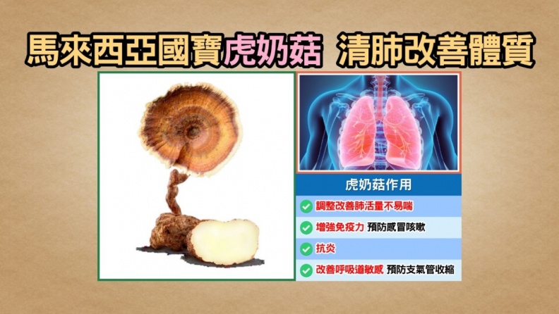 季節轉換時節更需養肺，馬來西亞國寶虎奶菇，可增強保護力！
