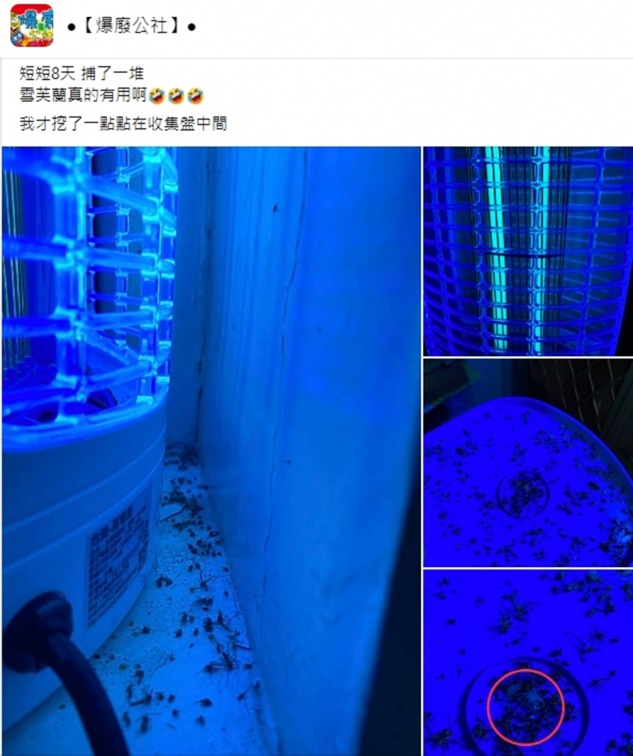 捕蚊神器！網友實測捕蚊燈加１物成效驚人，專家加碼曝最佳擺放位置