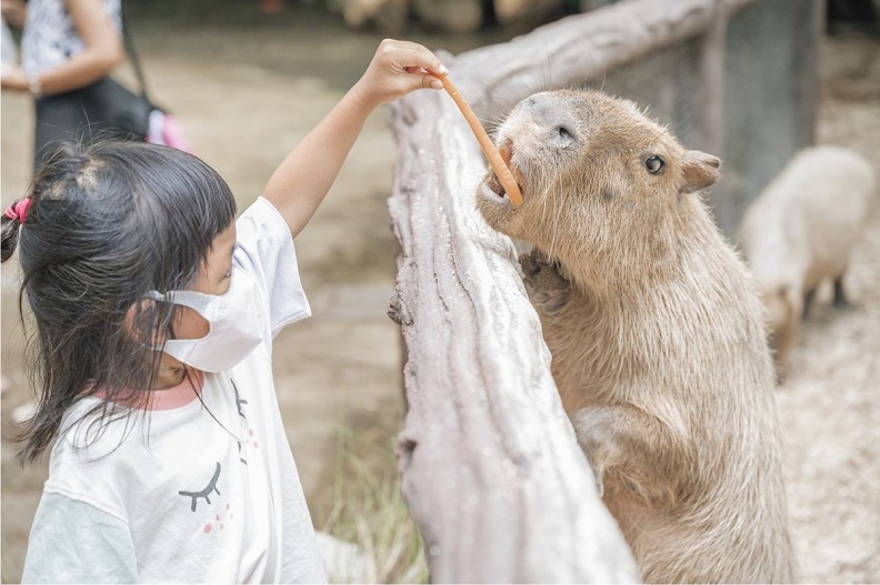 亞洲最大野生動物園！被稱為「動物界迪士尼」，必體驗「餵小老虎喝奶」萌爆