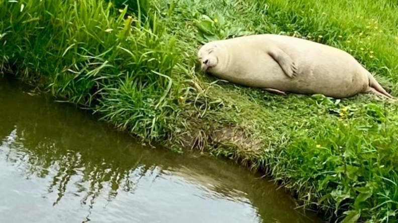 真實版「無所事事小海豹」暴紅！躺河畔睡到微笑萌翻網友，遠看還以為舊沙袋