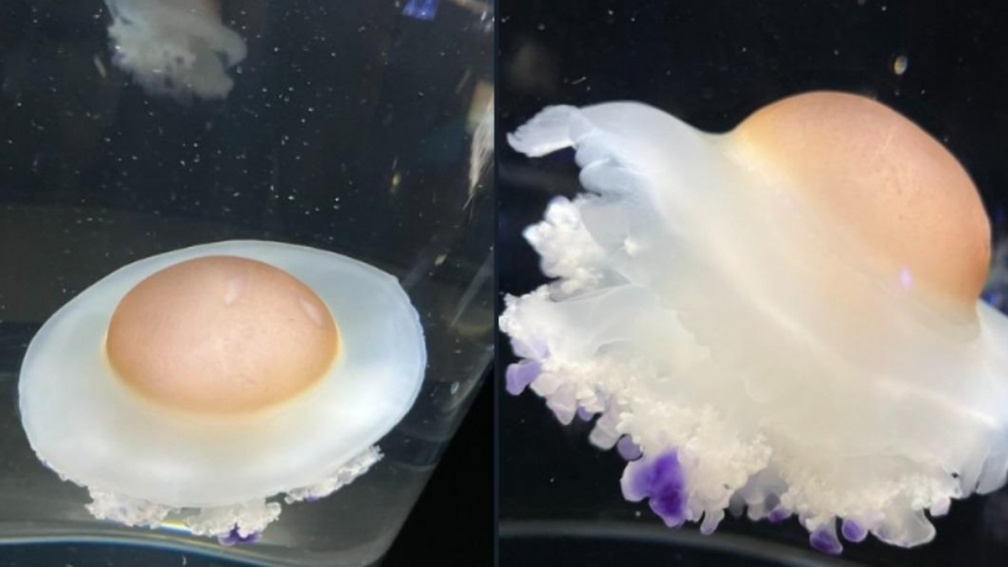 荷包蛋掉進水裡？超萌「荷包蛋水母」暴紅，水族館每週幫牠開直播