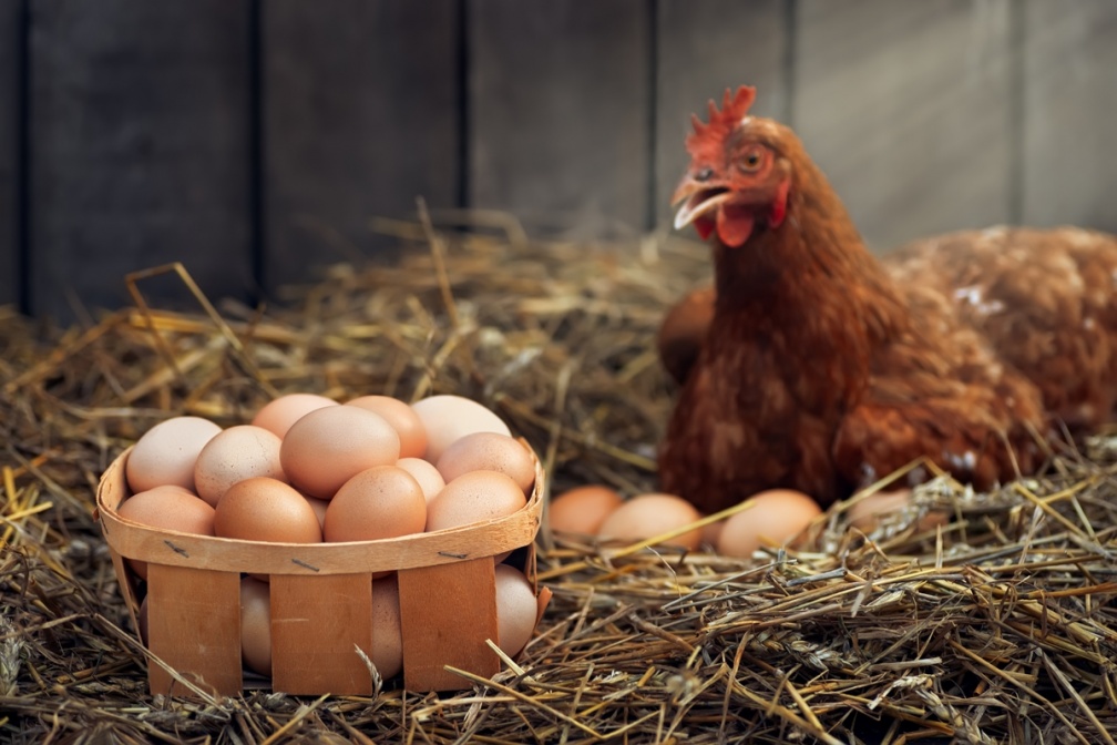 吃水煮蛋驚見白色蛋黃！專家解答跟母雞飲食有關，網友曝真實口感