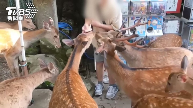 去日本奈良公園別摸鹿！小心被蜱蟲叮咬，專家：輕則皮膚紅腫、重可致死
