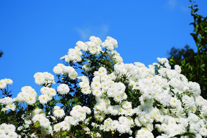 熊本夢幻凍齡之花 「不知火菊」，朵茉麗蔻獨家抗老原料獲日本專利認證