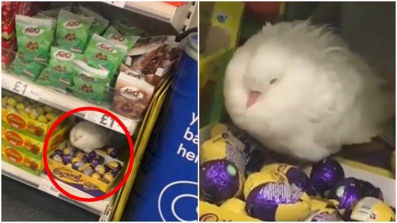 誤把巧克力蛋當自己的寶寶！白鴿溜進超市「孵蛋」，畫面曝光網友瘋傳