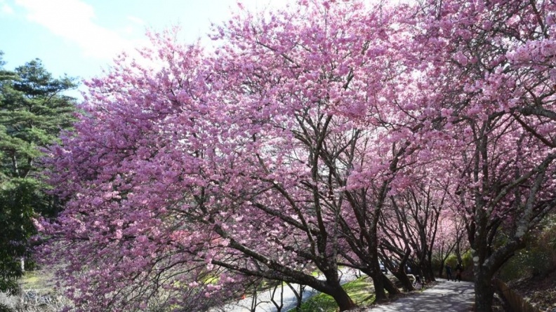 網友最愛全台10大賞櫻景點！九族文化村獲日本認證，第１名被譽「櫻花博物館」