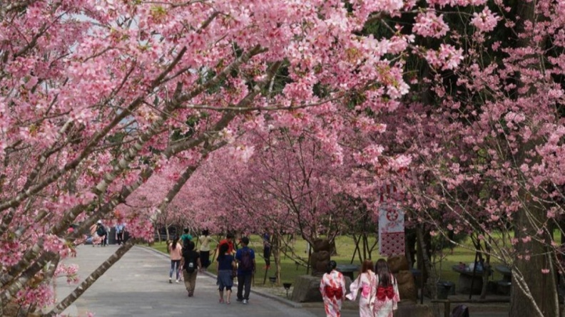 網友最愛全台10大賞櫻景點！九族文化村獲日本認證，第１名被譽「櫻花博物館」
