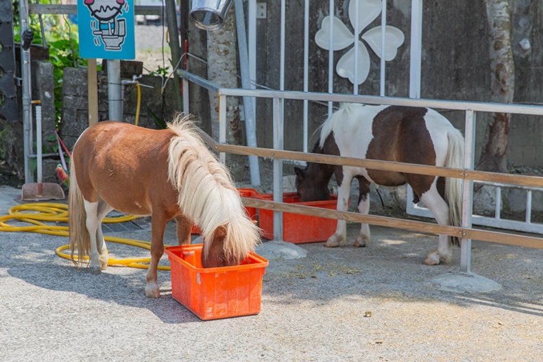 宜蘭礁溪的「皇家花園餐廳」可親近迷你馬等可愛動物，還能爽嗑美味烤雞。