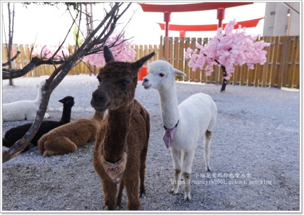 月崖灣親子農場入園可和小動物互動。（圖片來源：小瑜兒愛旅行也愛美食）