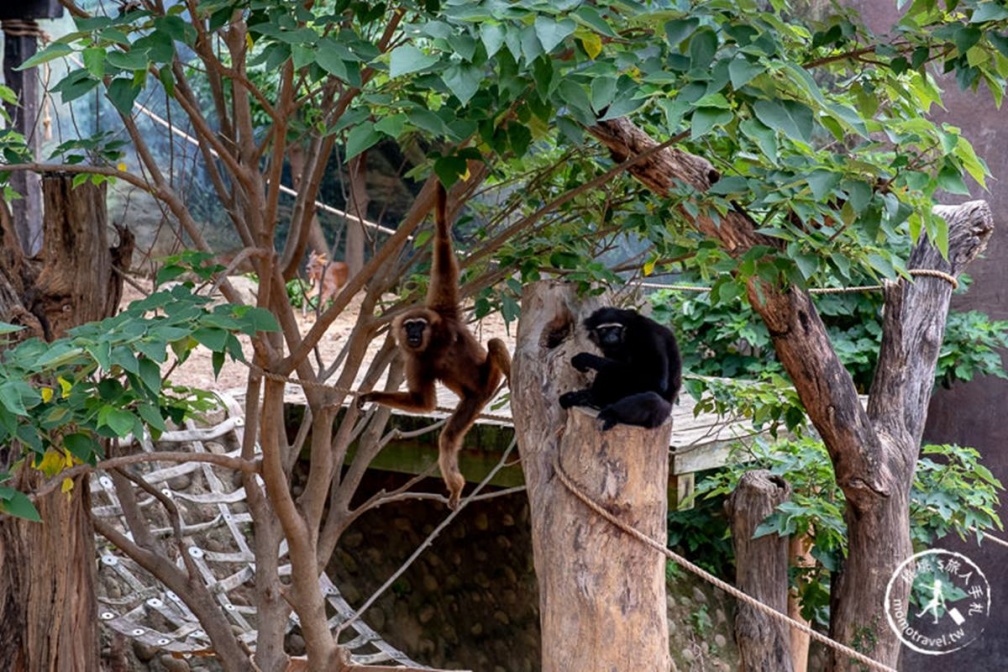 打敗內灣、六福村！「新竹最夯景點」半年吸228萬人，看動物、賞花還能走廟