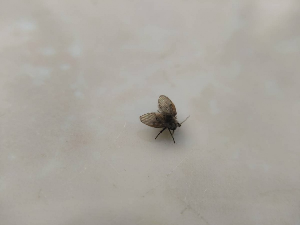 廁所小黑蟲如何消除？環保署曝１招輕鬆消滅蛾蚋，不必使用殺蟲劑、漂白水