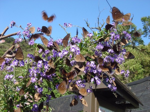高雄市茂林區的山谷，每年秋冬之際會有數以萬計的紫斑蝶南下棲息，因而有「紫蝶幽谷」之稱