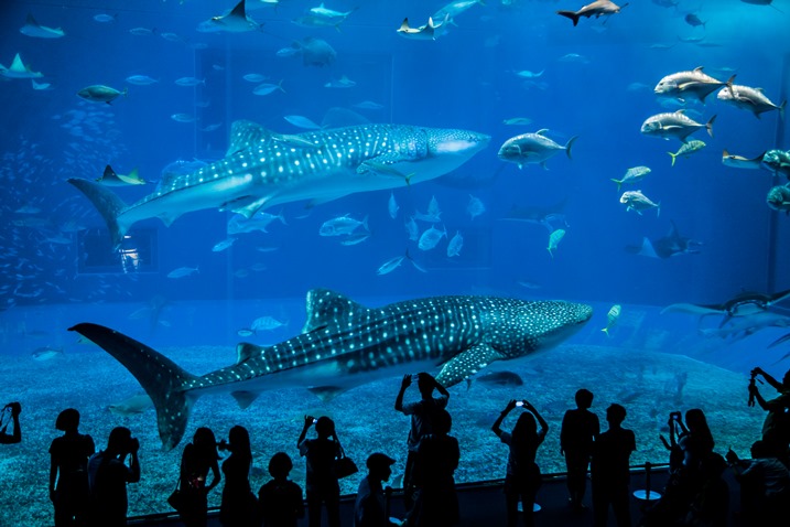 這個沖繩的水族館美得像假的！