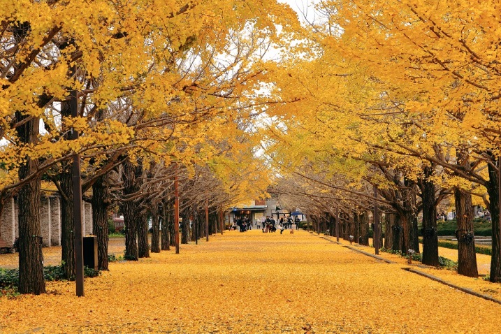 【圖說2】漫步澄黃銀杏大道下，感受日本濃濃的秋日氣息.jpg