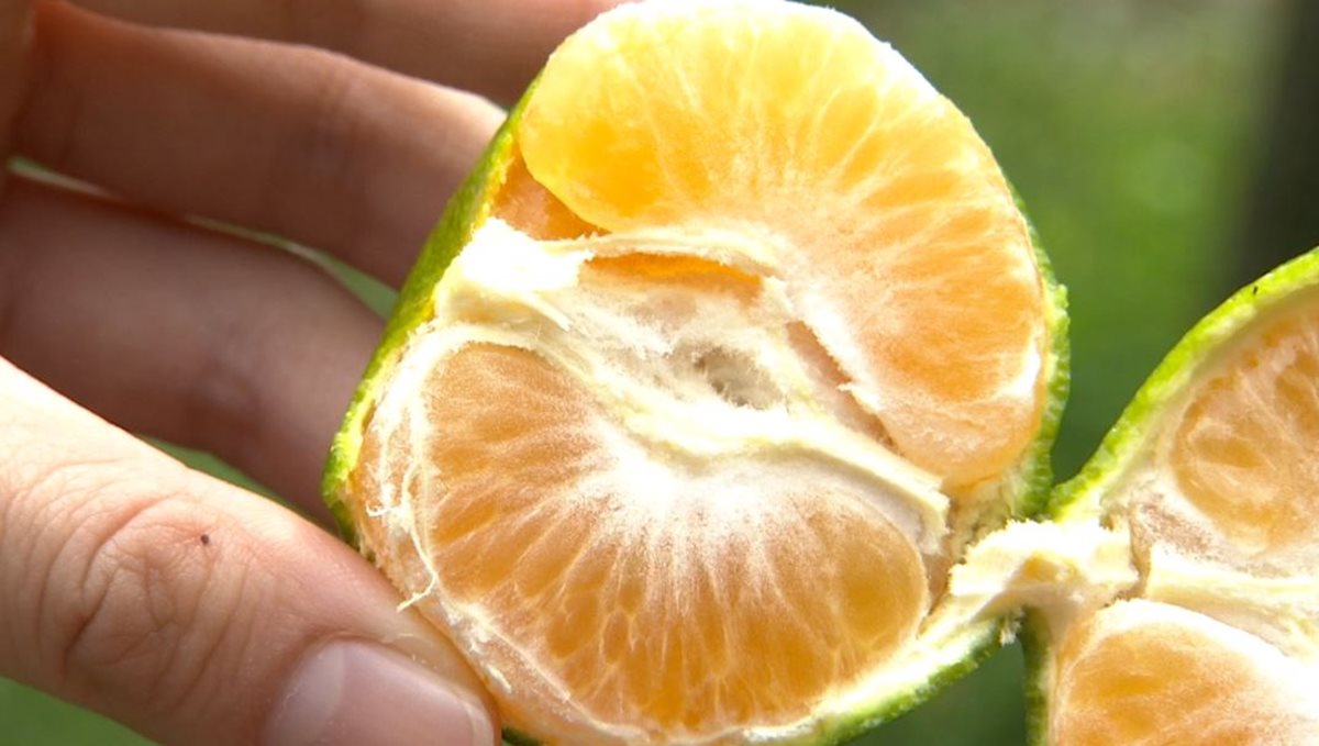 超甜橘子自己採  還可以DIY金棗蜜餞 