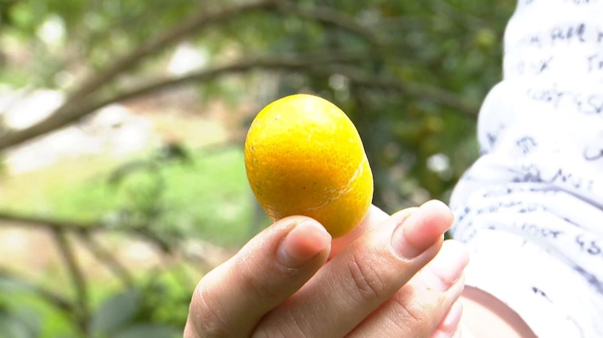 超甜橘子自己採  還可以DIY金棗蜜餞 