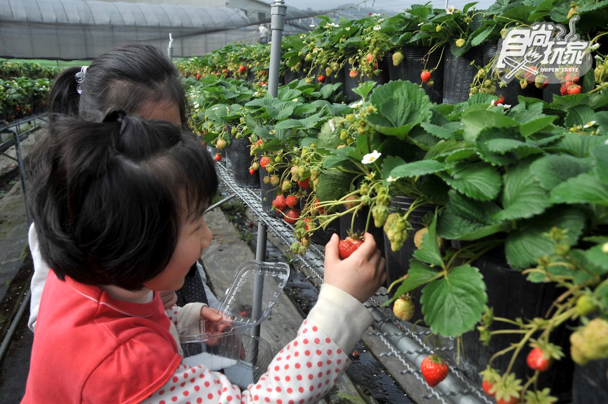 春節好去處  8家「主題農牧場」懶人包