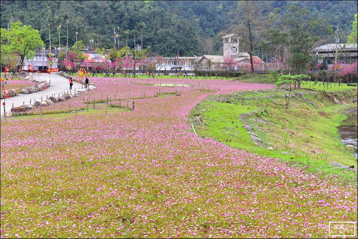 228賞花去 宜蘭賞櫻看花海一日遊攻略