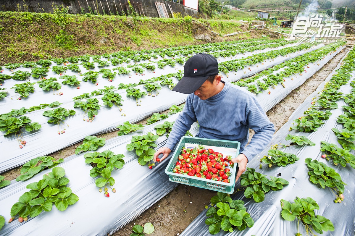 草莓控先衝一波！台北「內湖草莓園」想吃草莓自己採