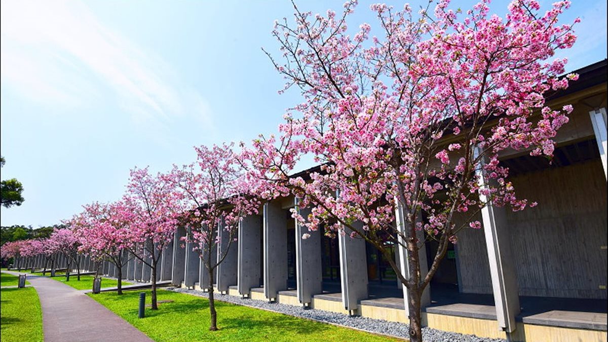 最有FU的櫻花！百年清幽古寺發現賞櫻秘境